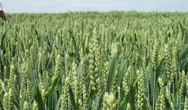 Повідомлення про обробіток  посівів  озимої пшениці