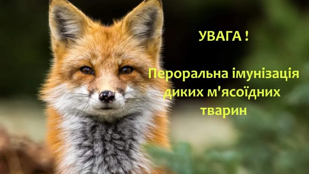 На Львівщині відбуватиметься пероральна імунізація диких тварин