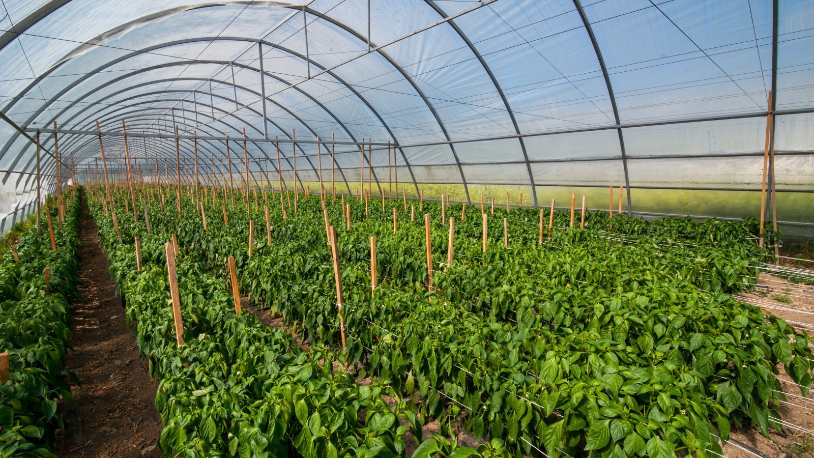 Вебінар: «Як заробляти на теплиці: з чого почати та що вирощувати?»