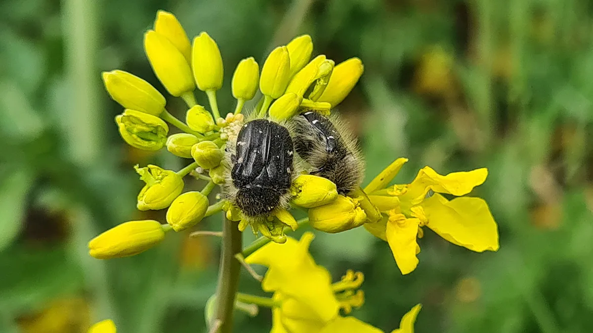 Прогноз розвитку та візуальний моніторинг шкідників у посівах ріпаку озимого