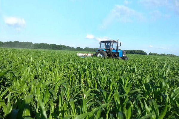 Обприскування посівів кукурудзи